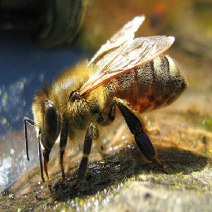زنبور عسل به منظور مختلف نیاز به آب داشته