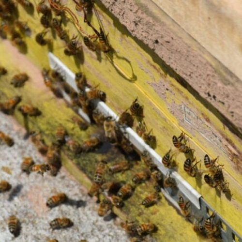 گرده گل و نقش حیاتی آن در کندوی زنبور عسل: