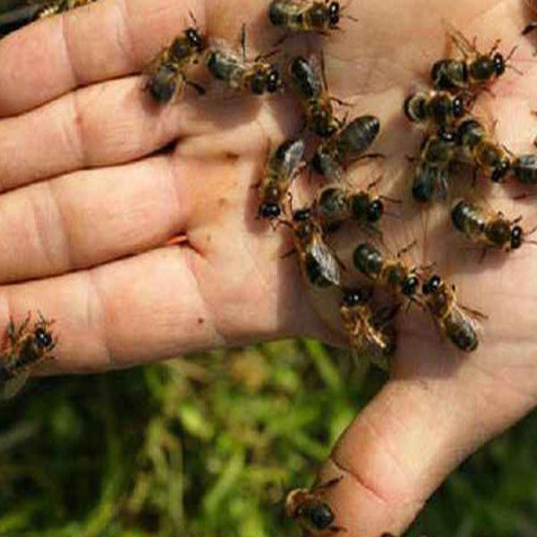 تغذیه و زندگی زنبور عسل