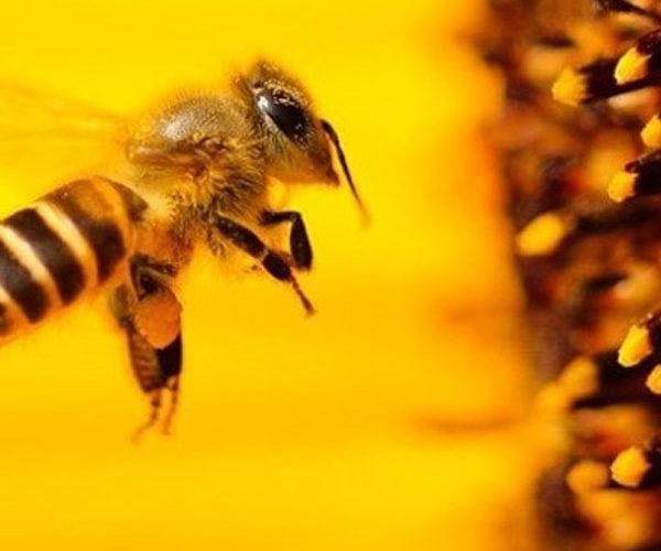 اهمیت گرده و مواد پروتئینی در تغذیه زنبور عسل