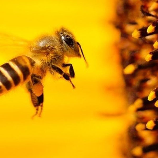 اهمیت گرده و مواد پروتئینی در تغذیه زنبور عسل