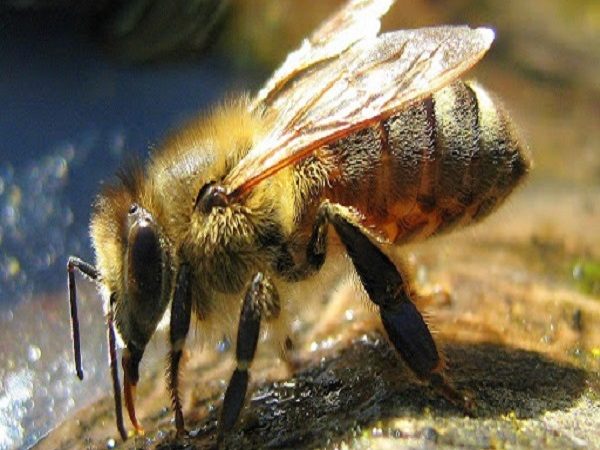 زنبور عسل به منظور مختلف نیاز به آب داشته